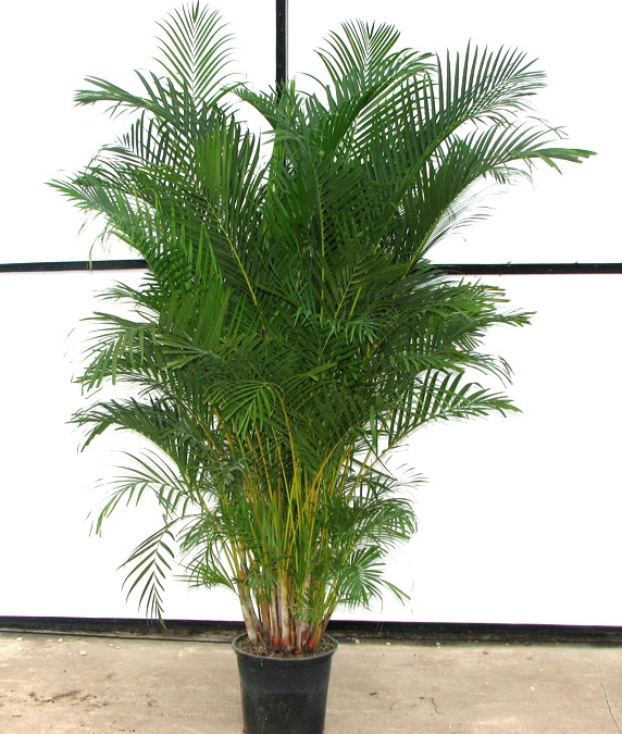 14" Areca Palm - Click Image to Close